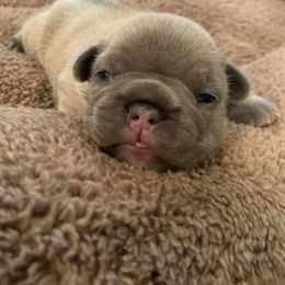 French Bulldog Puppies from LBL Frenchies