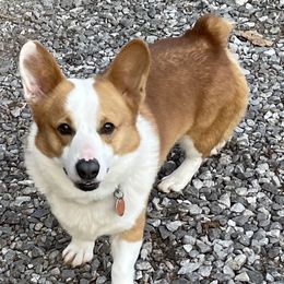 Oliver - Pembroke Welsh Corgi