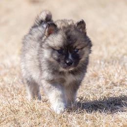 Pomsky Puppies from New World Pomskies