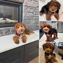 ZARA - Yorkipoo