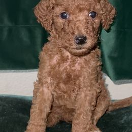 "Arya - Red Female - May 2022 Game of Thrones Litter" Poodle Puppies from Almighty Poodles