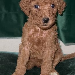 "Arya - Red Female - May 2022 Game of Thrones Litter" Poodle Puppies from Almighty Poodles