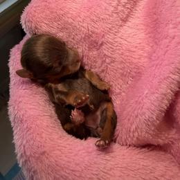White - Chocolate, tan and white female Yorkshire Terrier puppy in Winston Salem, North Carolina from Pawfectly Tailored Yorkie's