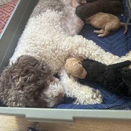 Labradoodle Puppies from Jazzy's Doodles