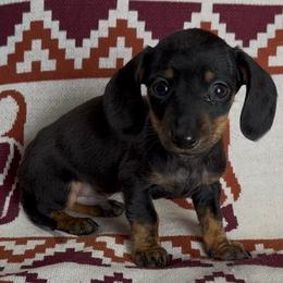 Martini - Black and tan male Dachshund puppy in Escalon, California from Dashing Dachshunds RF