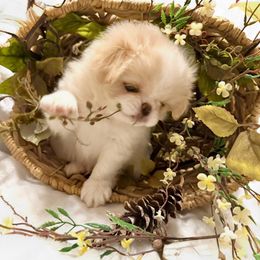 Ash - Lemon and white male Japanese Chin puppy in Davisville, Missouri from Uniquely Yours, Shelly’s Japanese Chins