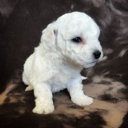 Girl 3 - White female Bichon Frise puppy in Lewiston, Utah from Country Pups Cavaliers