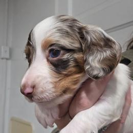 Ellie's chocolate and tan dapple piebald longhair boy - Dapple male Dachshund puppy in Declo, Idaho from Dozendachs