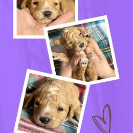 Duchess - Apricot female Goldendoodle puppy in Bluefield, Virginia from Love on a Leash