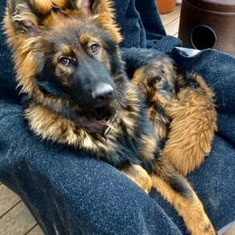 German Shepherd Puppies from Vom Hiatt German Shepherds