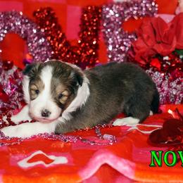 Nova - Sable-White Female - Sable and white female Shetland Sheepdog puppy in Frazeysburg, Ohio from Mountain High Kennels