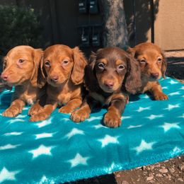 Dachshund Puppies from Mini Doxies R Us