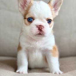 Finn - White and fawn male French Bulldog puppy in Wagoner, Oklahoma from Frenchie Frys