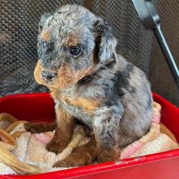 Orion - Blue merle male Bernedoodle puppy in Rock Hill, South Carolina from LolliPop Farms