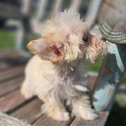 Bannon - Apricot male Maltipoo puppy in Lebanon, Kentucky from Mosaic Merle Doodles