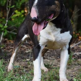 Miniature Bull Terrier Puppies from Rossi River Minibulls