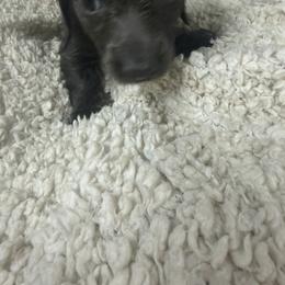 Boy 2 - Brindle male Dachshund puppy in Mount Pleasant, Texas from Swaffords Dachshund Kingdom