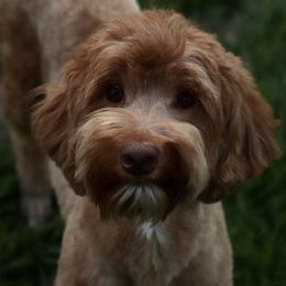Delilah - Goldendoodle