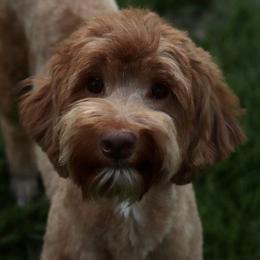 Delilah - Goldendoodle