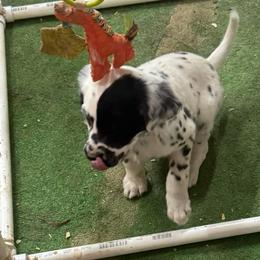 G2 - White and black female Dalmatian puppy in Williamsburg, Ohio from Dewey’s Dals