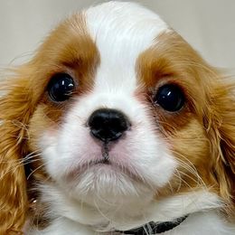 Cavalier King Charles Spaniels from SunRize Cavaliers