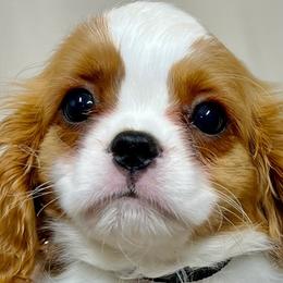 Cavalier King Charles Spaniels from SunRize Cavaliers