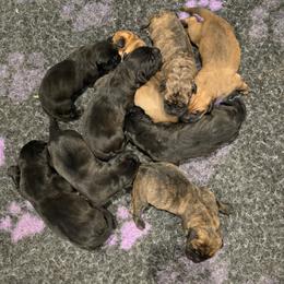 Male 6 - Black male Perro de Presa Canario puppy in Pocahontas, Illinois from Cabeza Grande Kennel