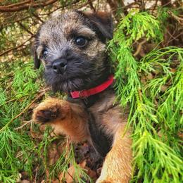 Border Terrier Puppies from Ruff n Ready Border Terriers