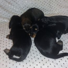 Dachshund Puppies from Katrina's Dachshunds