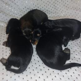 Dachshund Puppies from Katrina's Dachshunds