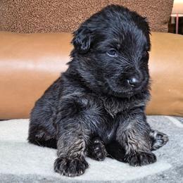 Rider - Black and red male German Shepherd puppy in Columbus, Indiana from Stony Lonesome GSD