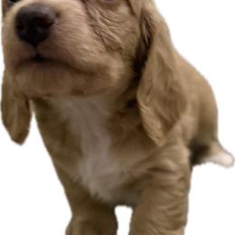 4,800 Female Cream Longhair - Cream female Dachshund puppy in El Paso, Texas from InnerVision K9 & Dachs