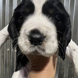 Orange collar tri black Roan - Black white and tan male English Springer Spaniel puppy in Jamestown, Kentucky from Waterworks Springers