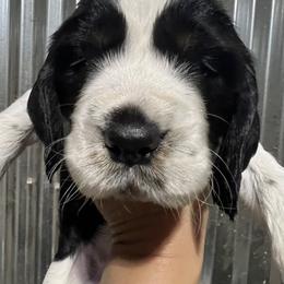 Orange collar tri black Roan - Black white and tan male English Springer Spaniel puppy in Jamestown, Kentucky from Waterworks Springers