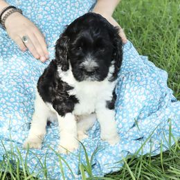 Bernedoodle, Poodle, and Springerdoodle Puppies from Trahan Farms