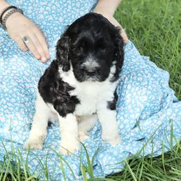 Bernedoodle, Poodle, and Springerdoodle Puppies from Trahan Farms