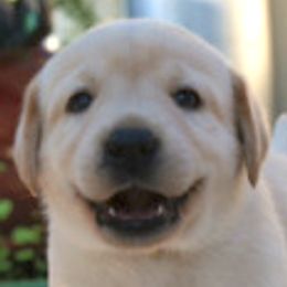 Labrador Retrievers from Timber's Labradors