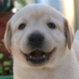Labrador Retrievers from Timber's Labradors