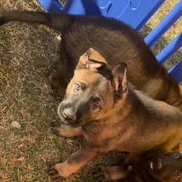 German Shepherd Puppies from Stephanie hoffman german shepherds