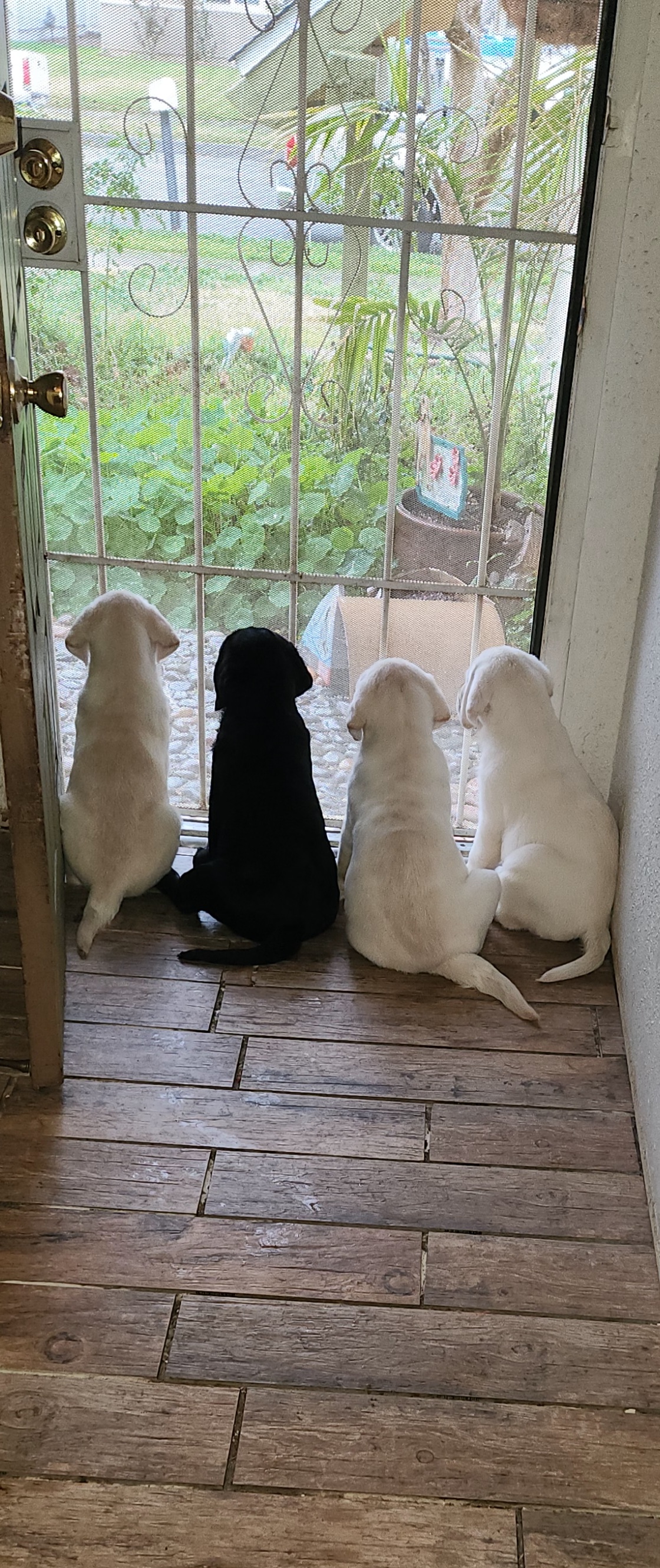 Labrador Retriever Puppies from Earth Angel