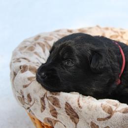 Girl 3 Black - Black female German Shepherd puppy in Spencer, Wisconsin from T Double B LLC