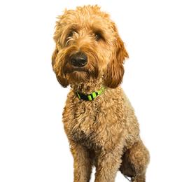 Zoey - Goldendoodle