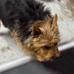 Brati - Norwich Terrier