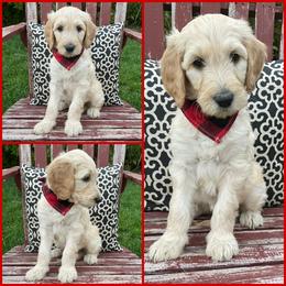 Goldendoodle Puppies from Puppy Paws Colorado