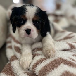 Cavalier King Charles Spaniel Puppies from CK Cavaliers