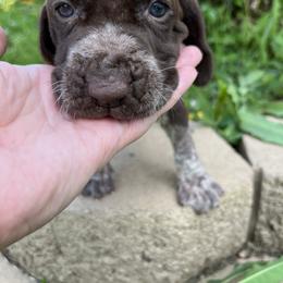 Bracco Italiano and Chihuahua Puppies from Snow Peak Kennel