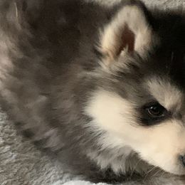 Alaskan Huskies from Elite Therapy Pups