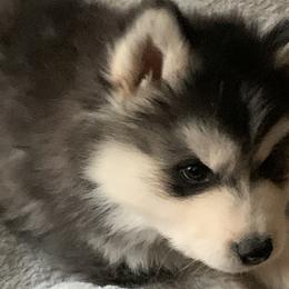 Alaskan Huskies from Elite Therapy Pups