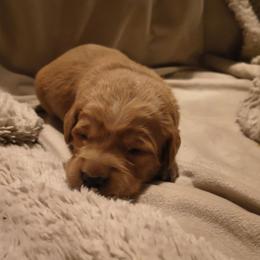 Vixen (1st pick female) - Golden female Golden Retriever puppy in Tenino, Washington from Oak River Goldens'