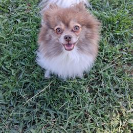 Poppy - Pomeranian